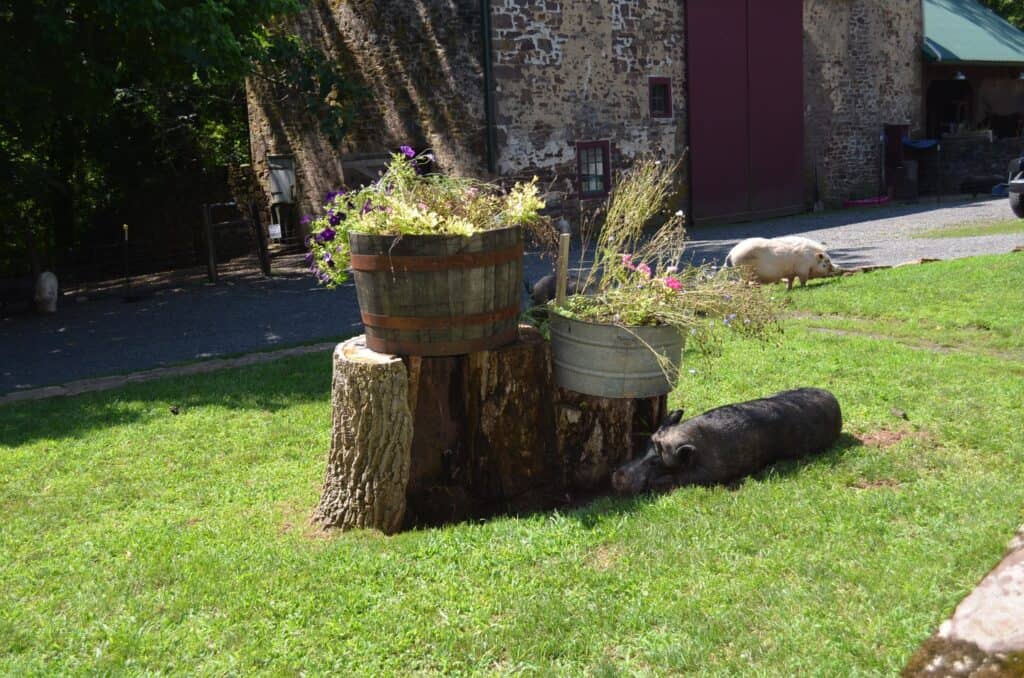 A_Tree_Stump_with_a_Bucket_of_Flowers_an_