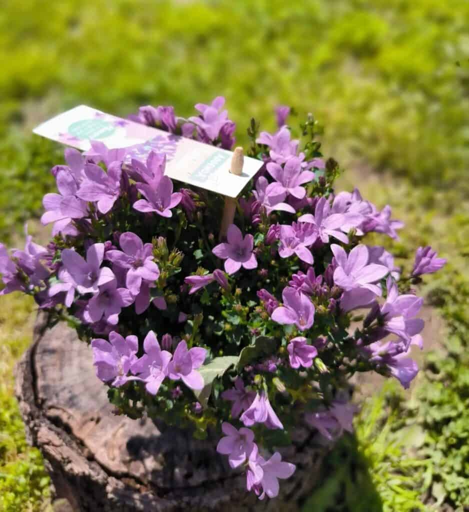 tree_stump_garden_decoration_