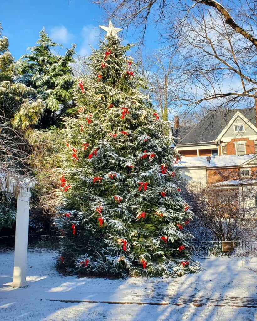 green snowy christmas tree