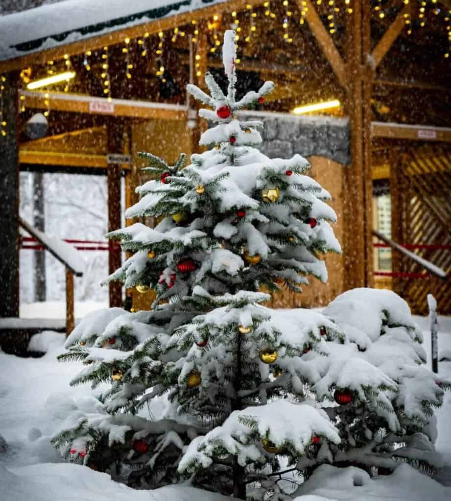 snowy_christmas_trees_6