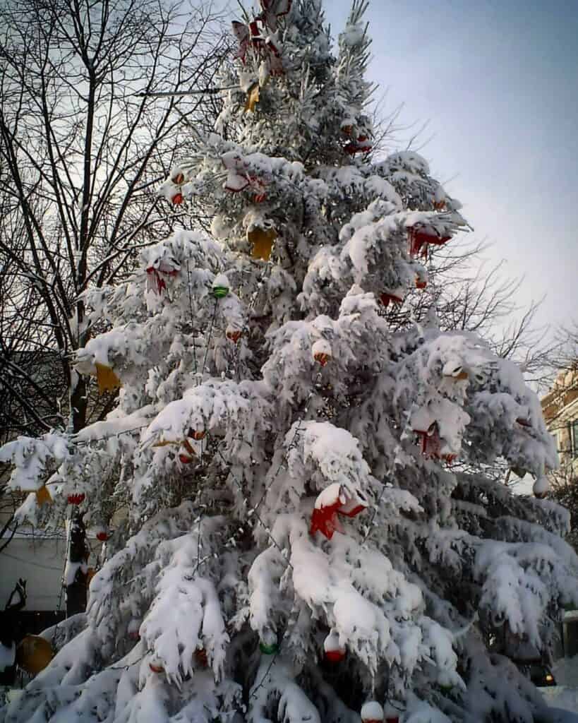 snowy_christmas_trees_7